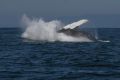 Humpback Whale